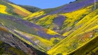 عکسهای زیبای بهار د رجهان