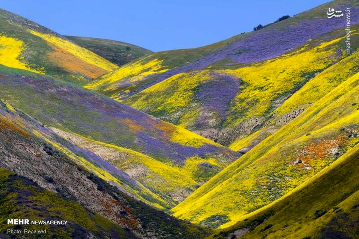 عکسهای زیبای بهار د رجهان