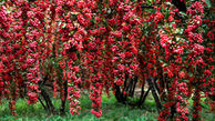  خواص زرشک در طب سنتی