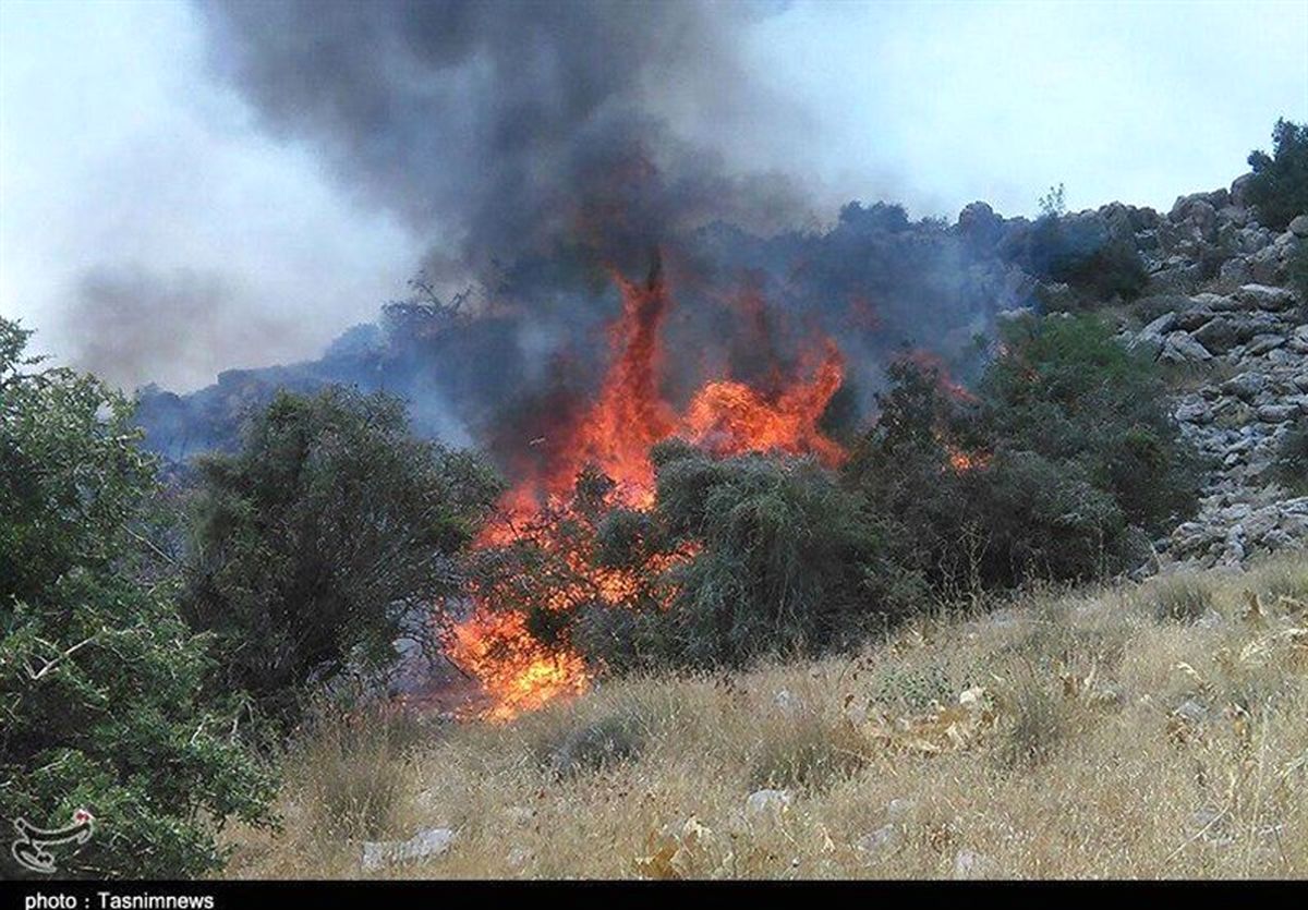 بخش وسیعی از جنگل‌های نکا طعمه حریق شد