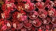 کاشان در بین صادرکنندگان "گل"در جهان ایران مقام هفتم را دارا می‌باشد