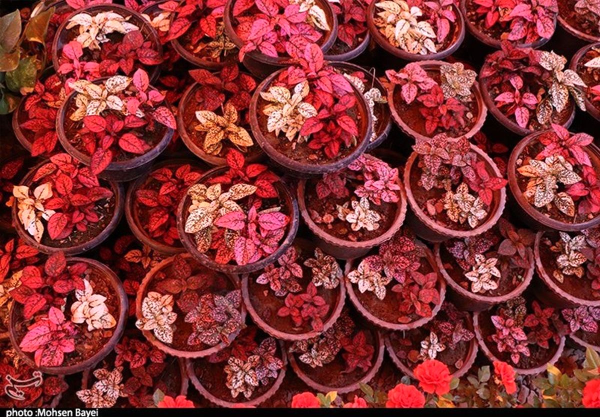 کاشان در بین صادرکنندگان "گل"در جهان ایران مقام هفتم را دارا می‌باشد