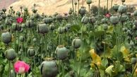 کشت پنهانی خشخاش برای تولید تریاک «خانی»