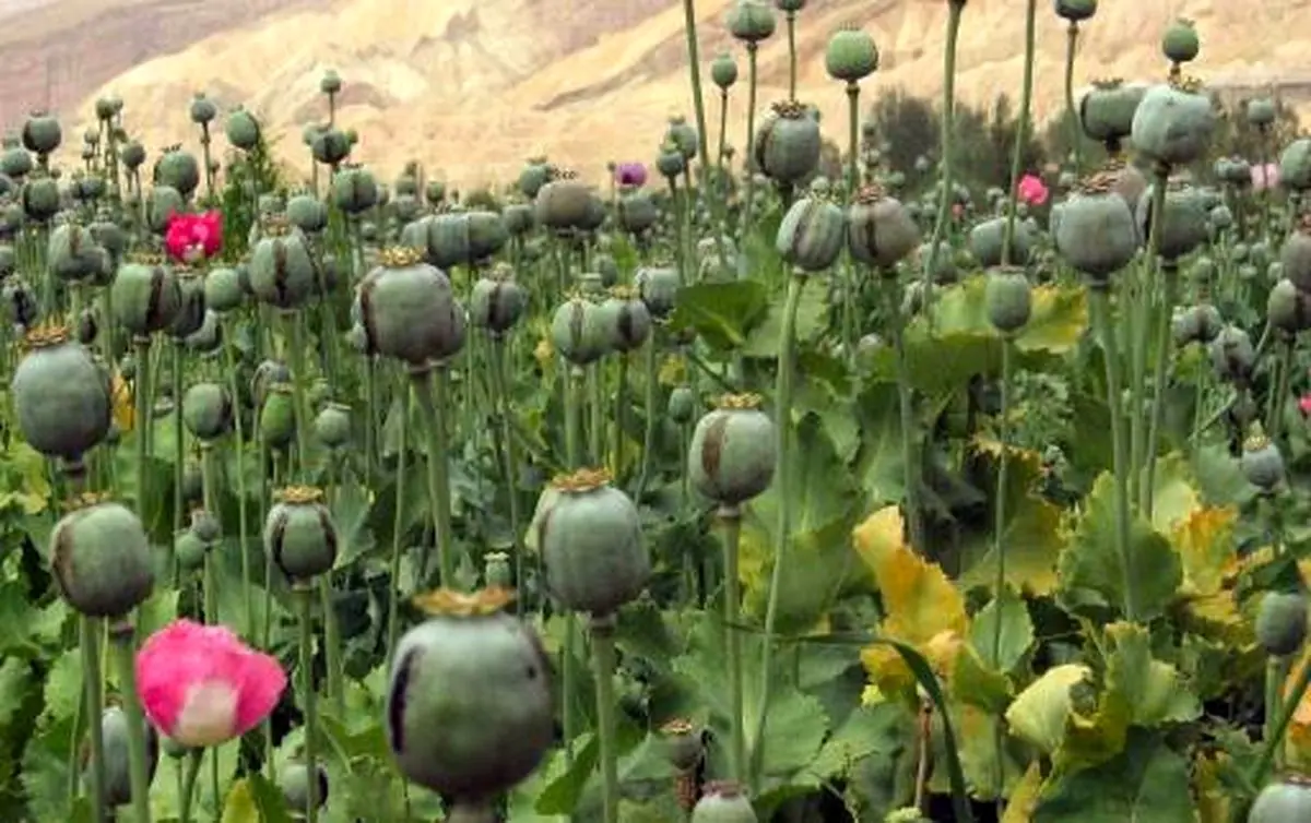 کشت پنهانی خشخاش برای تولید تریاک «خانی»