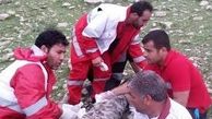 حمله خرس به 2 کوهنورد دره شهری در ایلام 