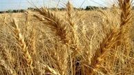 ادعای وجود شبکه مافیایی در فرآیند خرید تضمینی گندم تکذیب شد