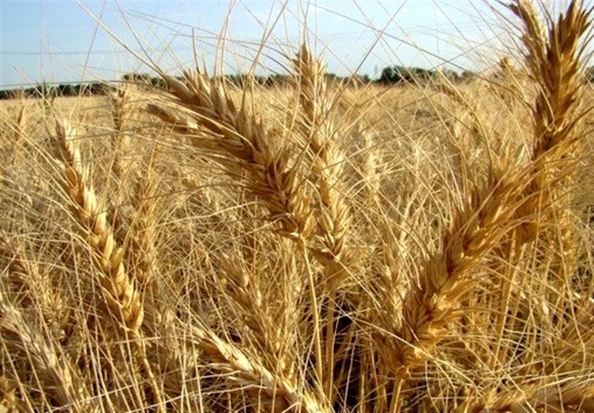 ادعای وجود شبکه مافیایی در فرآیند خرید تضمینی گندم تکذیب شد