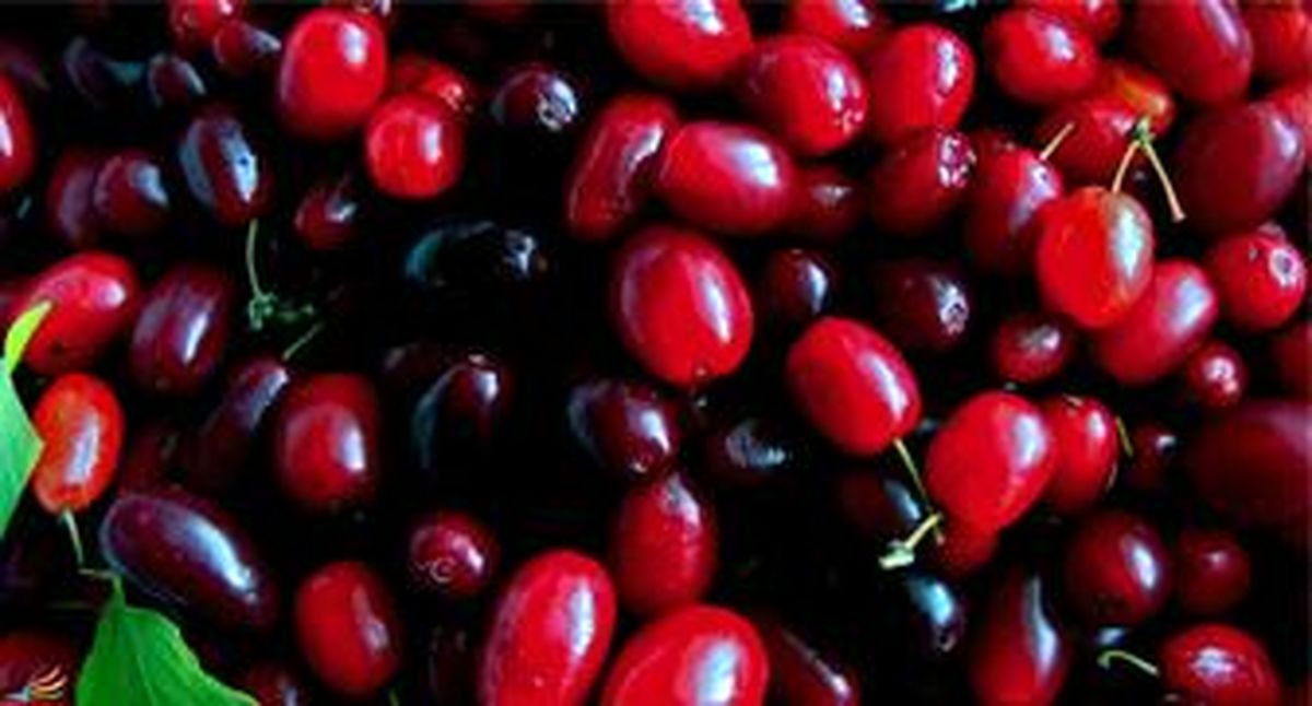 خواندنی های جالب درباره ذغال اخته