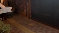 گشت و گذار راسوها در خیابان های تهران