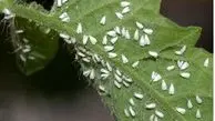 پیشگیری از ورود دوباره مگس سفید به پایتخت