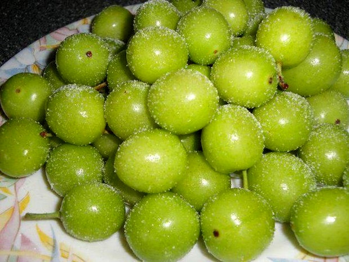 خسارت شدید سرمازدگی به تولید ۳ محصول باغی