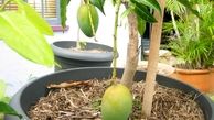 طریقه کاشتن دانه انبه در گلدان و نگهداری از آن
