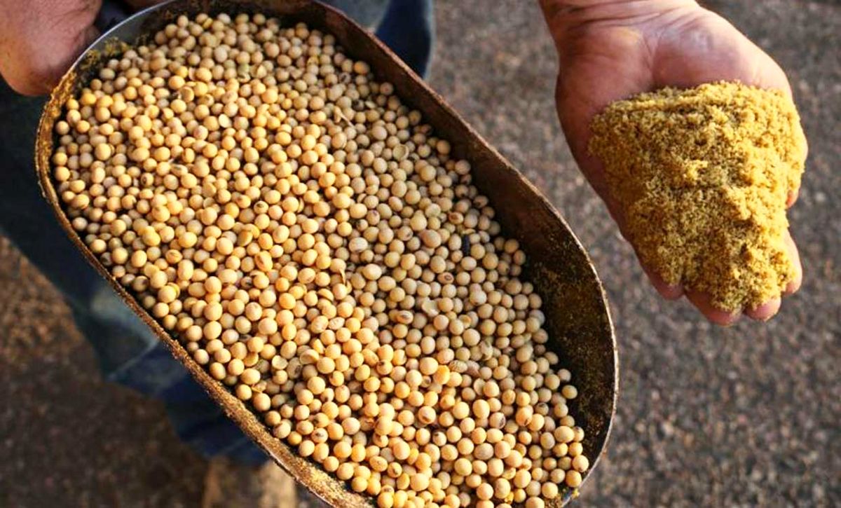 کاهش قیمت کنجاله سویا در بازار 