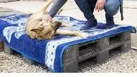 بازی بهرام رادان با سگ شیطون+عکس