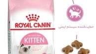 چرا رویال کنین کیتن بهترین انتخاب برای بچه گربه است؟
