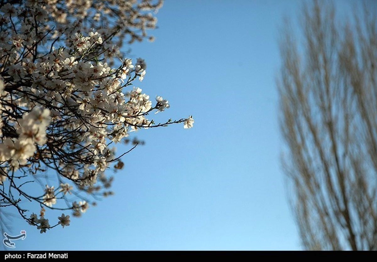 شکوفه های بهاری - کرمانشاه
