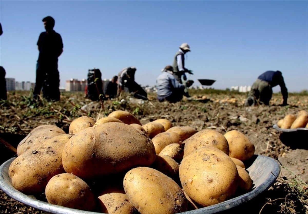 سیب زمینی ارزانتر می شود 