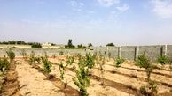 قیمت زمین باغی شهریار