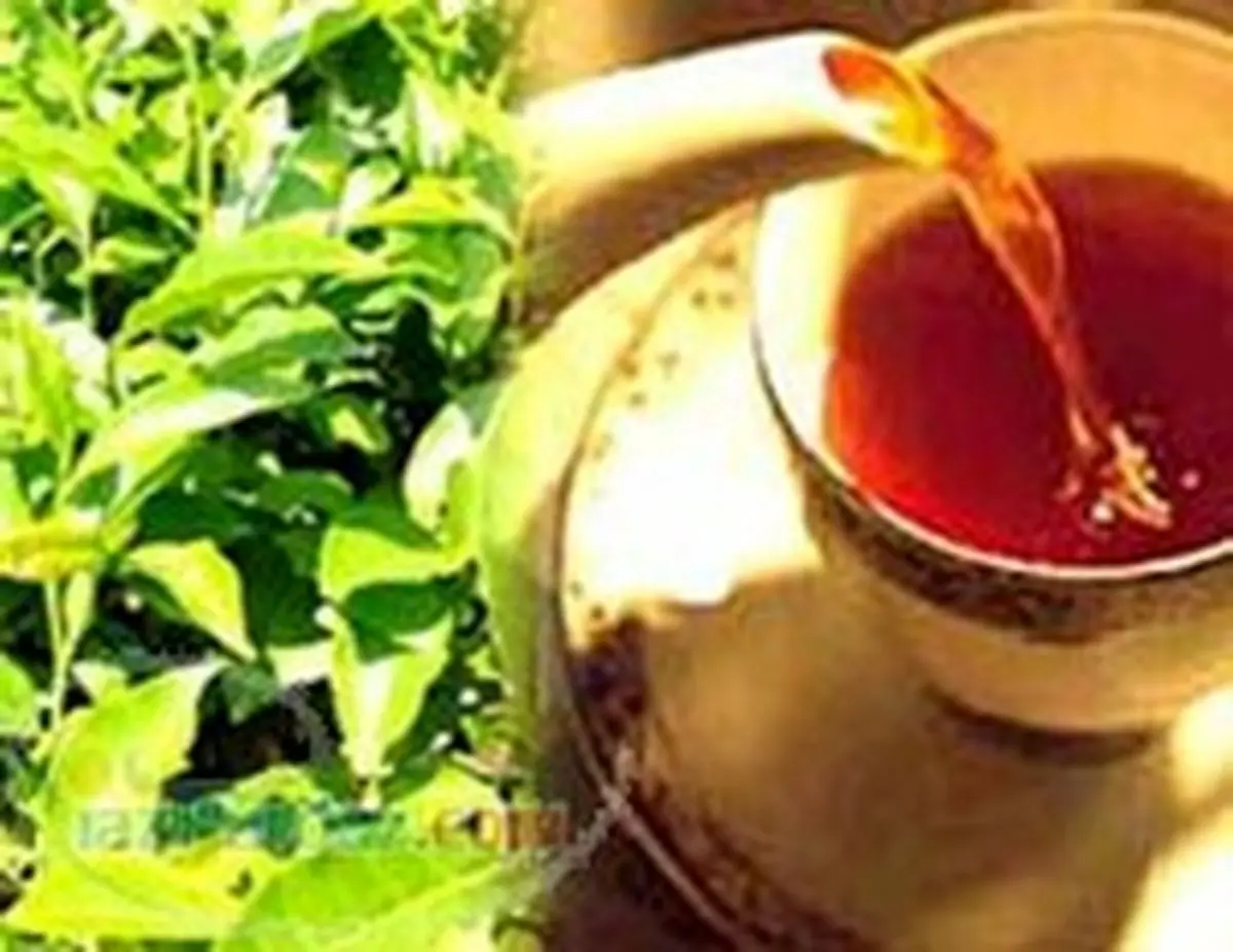 ایرانیها چای با اسانس‌ شیمیایی را ترجیح میدهند!