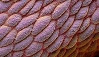 این میکروگراف که می بینید روده بزرگ انسان هست + عکس