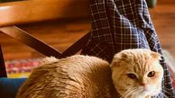 متن محترمانه نیمای خندوانه برای حیوان خانگی اش+عکس