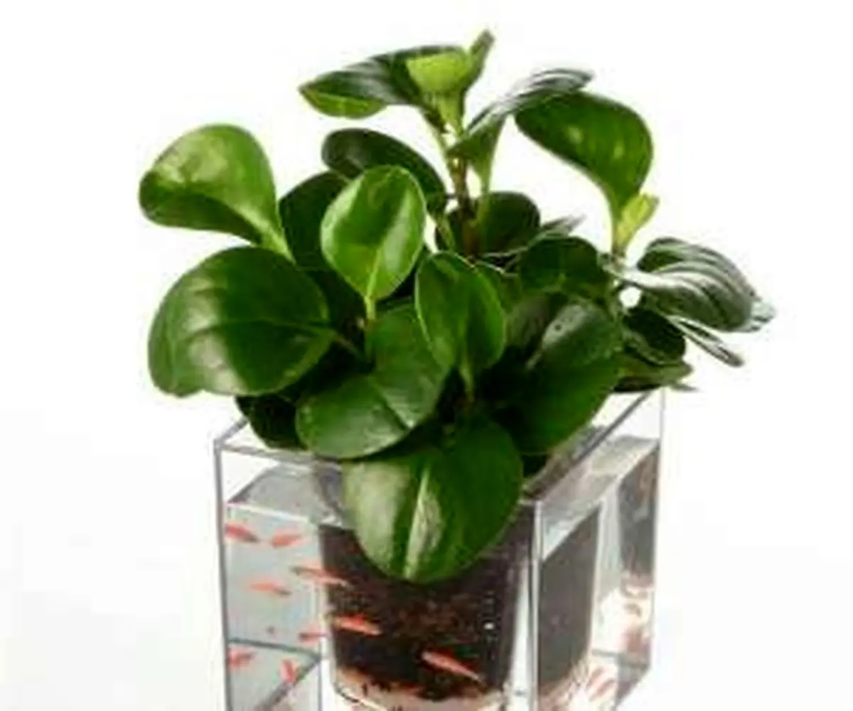 تمامی راه های پرورش و تکثیر “گیاه قاشقی”