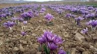 قاچاقچیان افغانی و چینی به سراغ زعفران رفتند/ دستاوردی دیگر از دولت یازدهم؛ قاچاق مرغوبترین کالای کشاورزی
