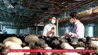  یک کارآفرینی پرسود با پرورش قارچ + روش

