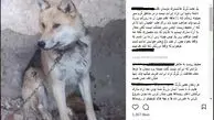 فروش «گرگ اهلی» یک میلیون تومانی در فضای مجازی!