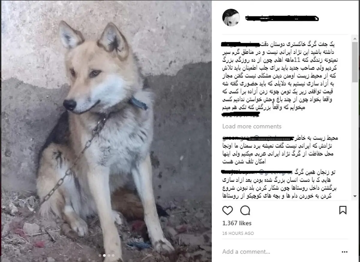 فروش «گرگ اهلی» یک میلیون تومانی در فضای مجازی!