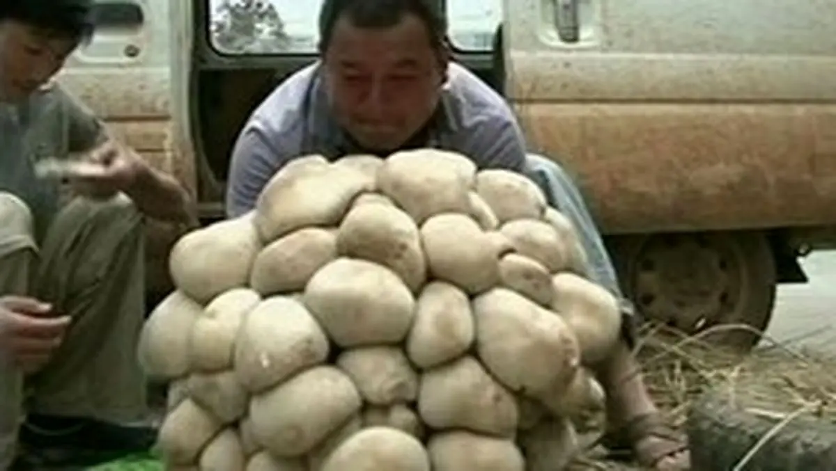 کشف یک قارچ عظیم‌الجثه در چین