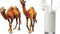 شترها عامل سرماخوردگی در انسان هستند! 