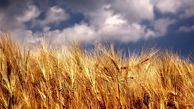 آخرین وضعیت ذخایر استراتژیک کالایی