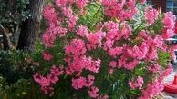 گل خرزه منجر به ایست قلبی و حتی مرگ می شود