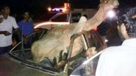 برخورد یک دستگاه سواری پراید با شتر در مسیر ایرانشهر- دلگان