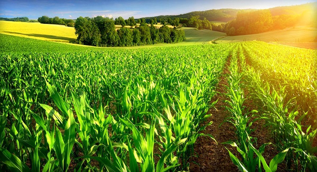 ازظرفیت های کشاورزی تهران می‌توان جهت ایجاد اشتغال استفاده کرد