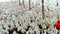 سن کشتار مرغ، زمینه ساز حضور بیشتر مرغداران در بازارهای جهانی شد
