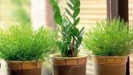 گیاهان پژمرده را دوباره سرحال و شاداب کنید + آموزش
