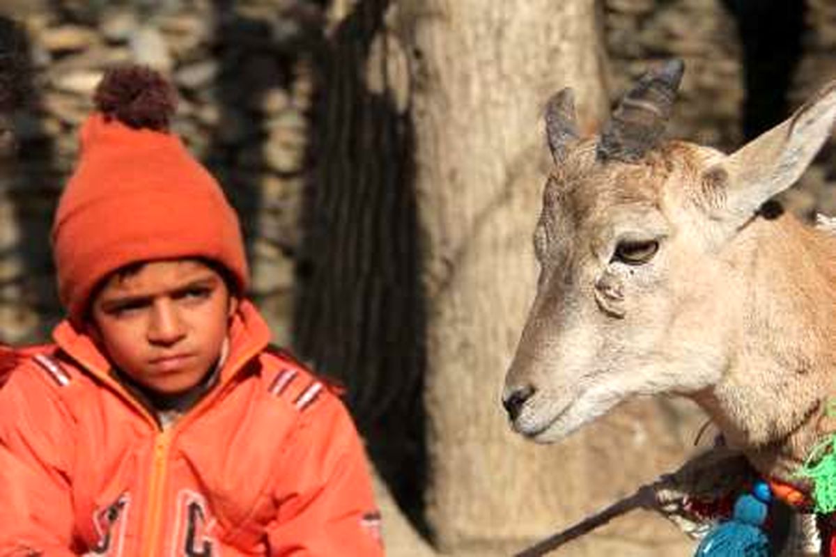 اکران فیلم اسکی‌باز آغاز شد