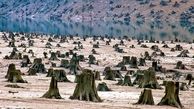 جنگل ها ایستاده می میرند!