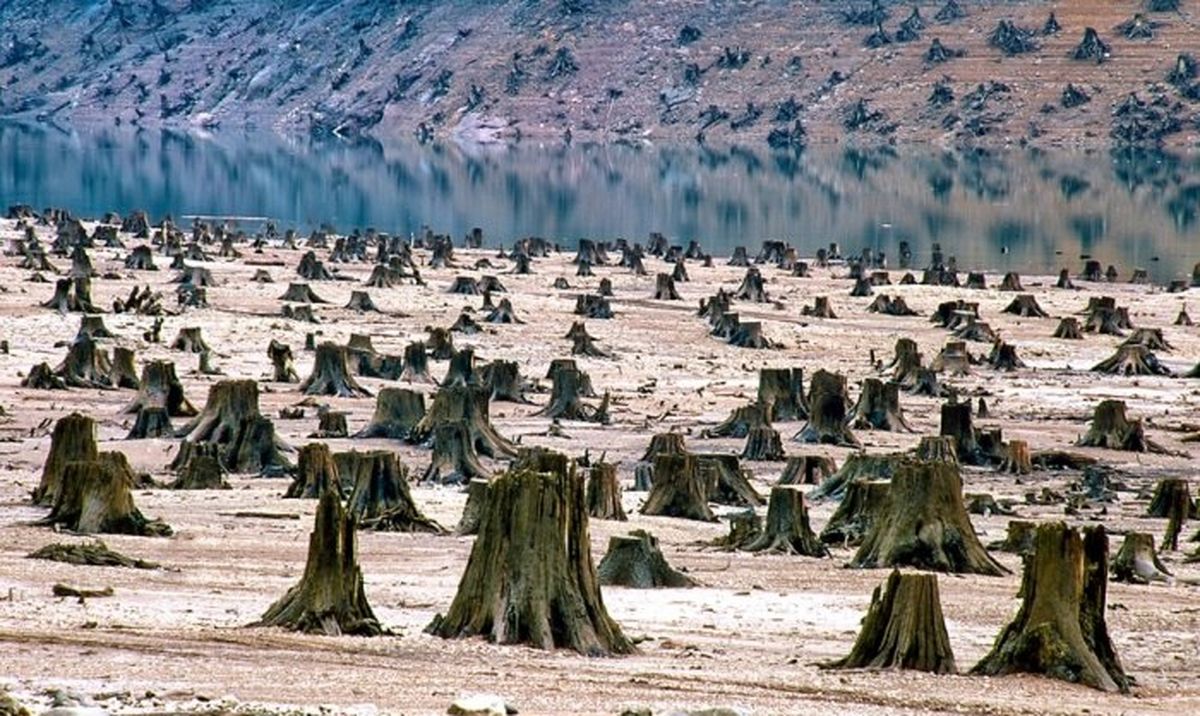 جنگل ها ایستاده می میرند!
