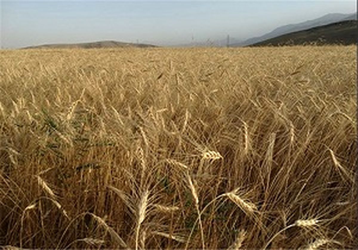  اراضی کشاورزی تا پایان دولت سیزدهم سنددار می شود