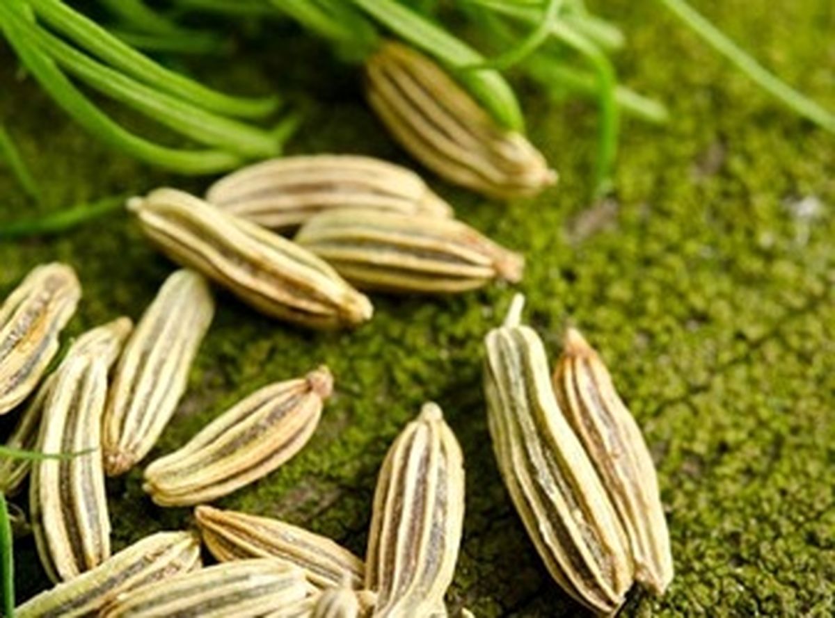 خواص فوق العاده رازیانه