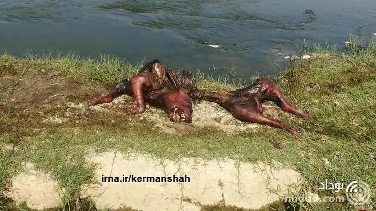 آیا این عکس یک دایناسور است که دریده شده ؟