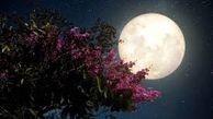  شب رفتنی است