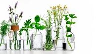 بهترین داروهای گیاهی را بشناسید