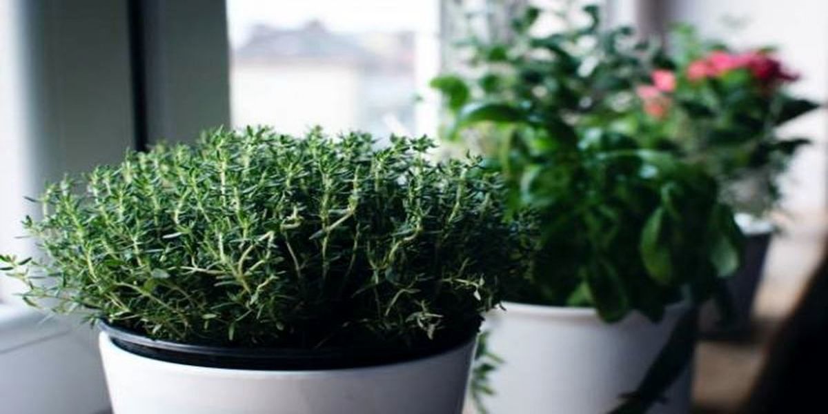 مصرف آویشن برای برخی افراد ممنوع است
