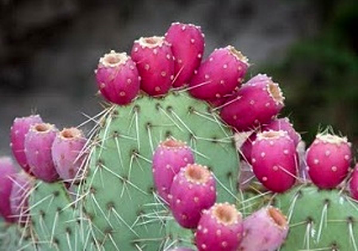  خواص درمانی بی نظیر میوه کاکتوس
