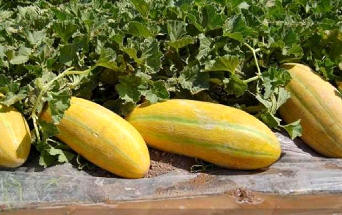 یک گاز خربزه کودک را کشت