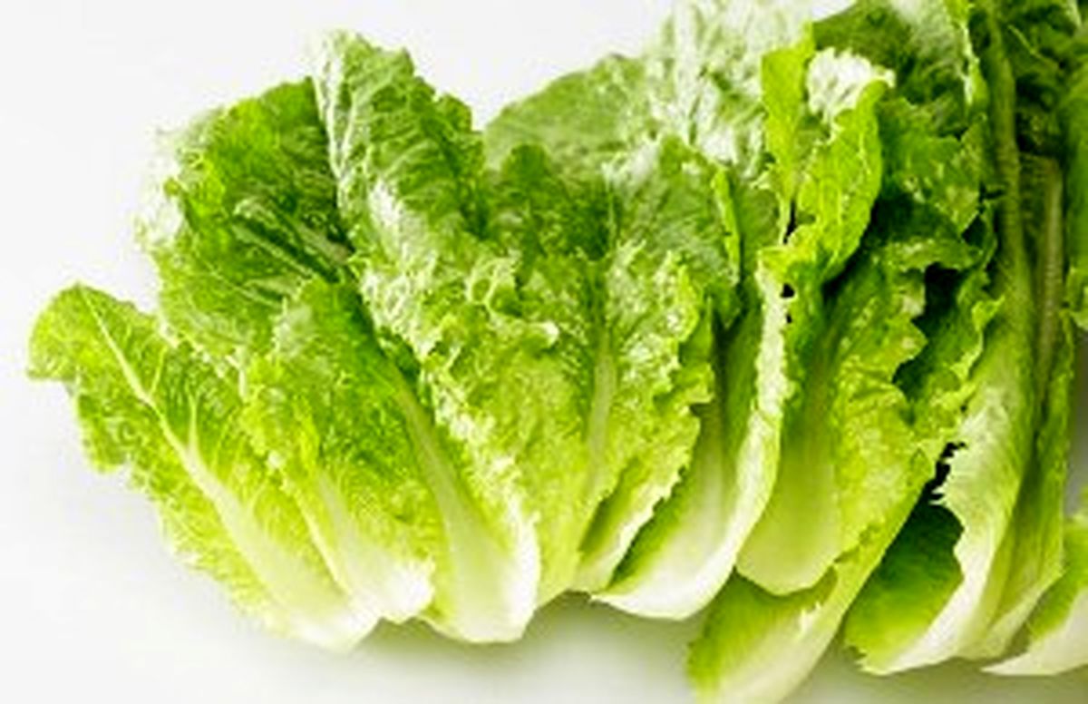 مغز کاهو را بخوریم یا نخوریم؟ !